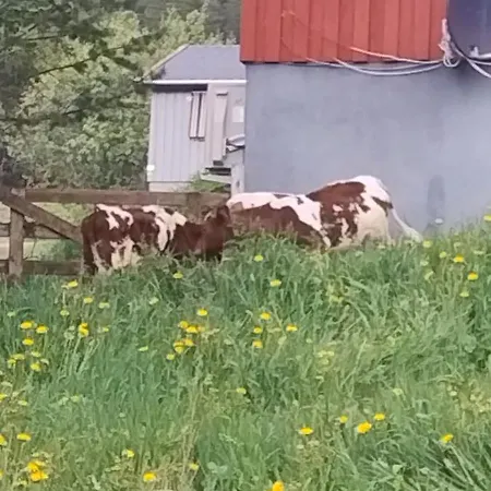 Hus Med Masse Overnattingsplasser Pa Muruvang Gard